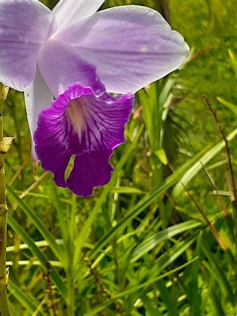 POUSADA NOVA PAPA TERRA (Itacare) - Inn Reviews, Photos, Rate ...