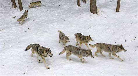 Pack of Wolves Hunting 的图像结果