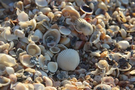 Image result for Striped Shell