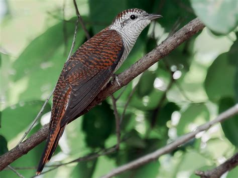 Banded Bay Cuckoo - eBird