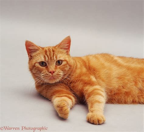 Ginger cat photo WP05263