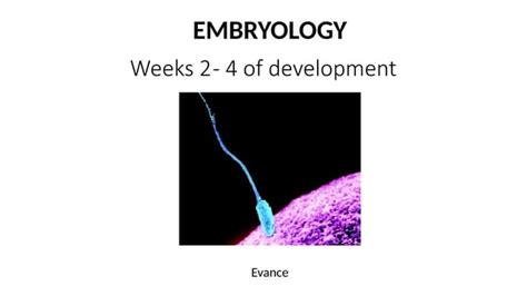Image result for Second Week of Embryonic Development