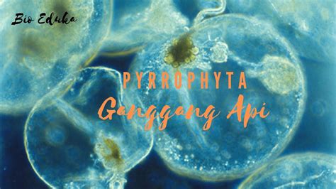 Image result for Alga API