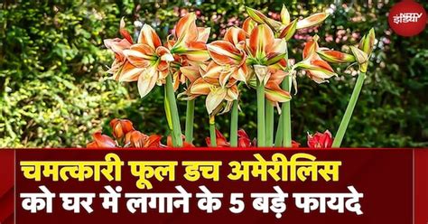 Dutch Amaryllis: ये अनोखा फूल जो बदल देता है रंग, जानें इसके हैरान कर ...