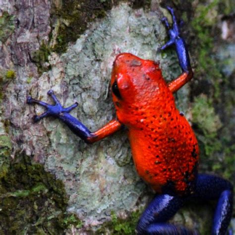 Strawberry Poison Dart Frog - Cable Street