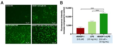 Cooperation of Complement MASP-1 with Other Proinflammatory Factors to ...