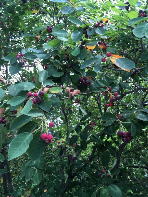 Image result for Serviceberries Tree