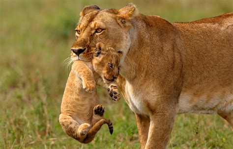 Symbolic Meaning of Lions and Lion Totem Meaning on Whats-Your-Sign