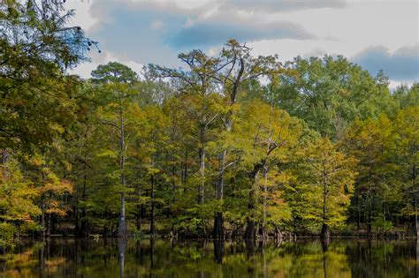 Swamp 的图像结果