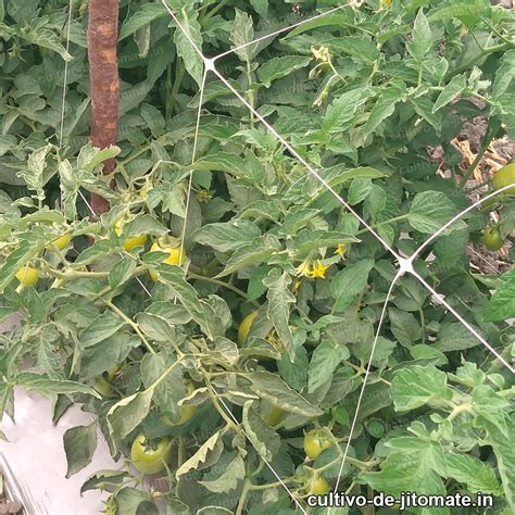 ¿Qué es el entutorado de jitomates con malla espaldera?