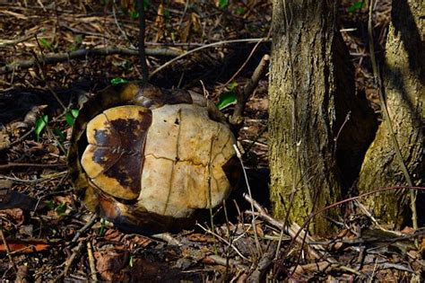 Image result for Empty Turtle Shell