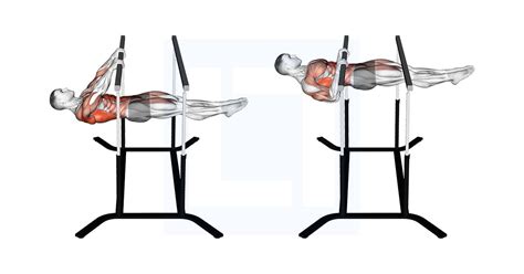 Image result for Front Lever Muscles