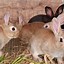 Image result for Raising Rabbits for Beginners