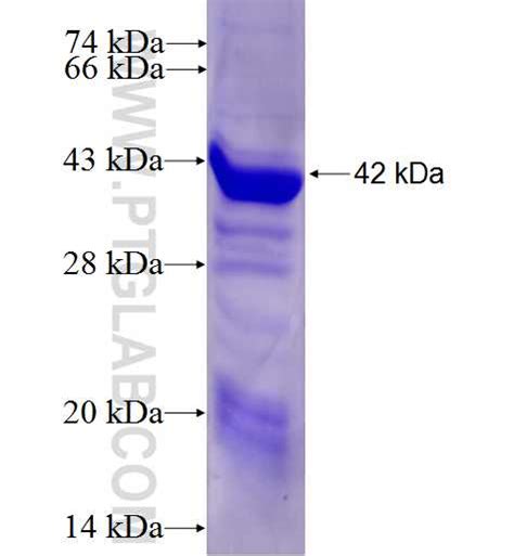 IPP Fusion Protein Ag5539 | Proteintech
