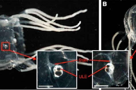 Box Jellyfish Anatomy at Gwen Green blog