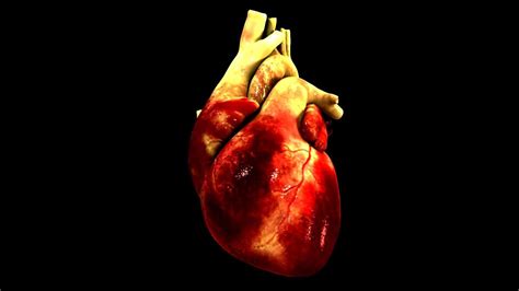 Anatomical Heart Wallpapers - Top Free Anatomical Heart Backgrounds - WallpaperAccess - Anatomy Human Heart Wallpaper