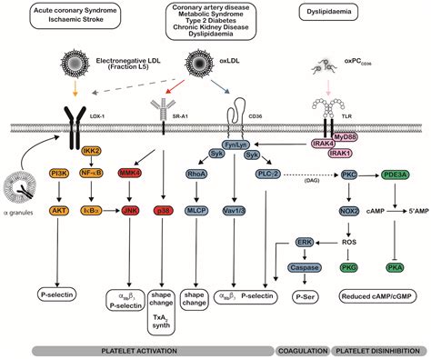 Oxidised Low-Density Lipoprotein-Induced Platelet Hyperactivity ...