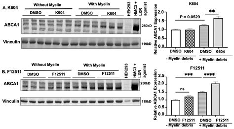 Inhibiting the Cholesterol Storage Enzyme ACAT1/SOAT1 in Myelin Debris ...