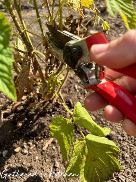 Image result for Raspberry Pruning Basics