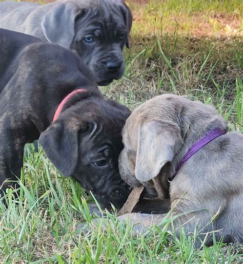 Cane Corso Puppies For Sale In Texas