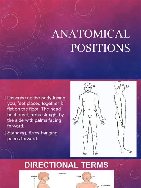 Image result for Anatomical Position Explained