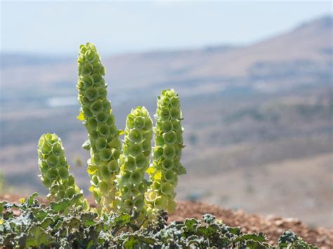 Mulucca Bells Of Ireland Info - How To Grow Bella Of Ireland Plants