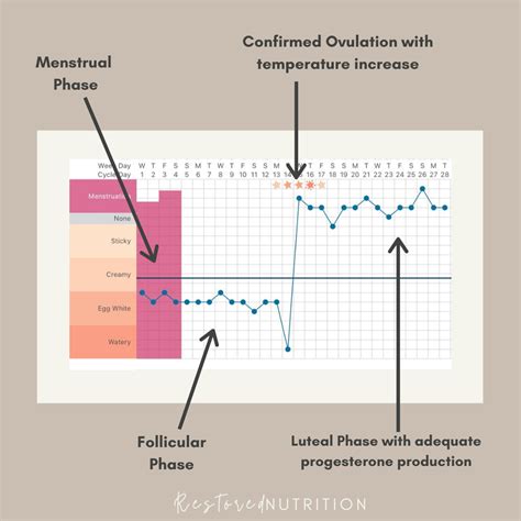 Tracking Basal Body Temperature for Hormone Health — Restored Nutrition
