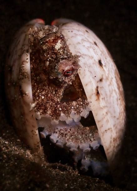 Octopus Shell 的图像结果