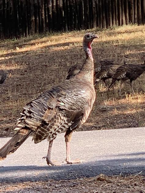 Indian Hills Colorado