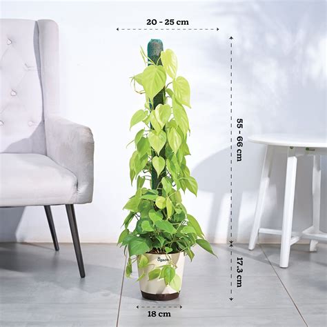 Buy Philodendron Oxycardium Golden plant with Moss Stick | Quality ...