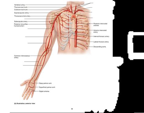 major arteries of upper limb Quiz