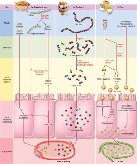 Protein Digestion Diagram at Stacy Buxton blog