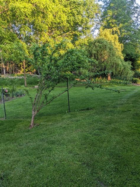 Image result for Plum Tree Pruning