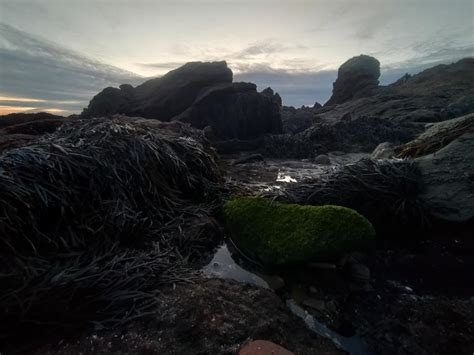 Tide pools little Corona beach 1/8/23 : r/orangecounty