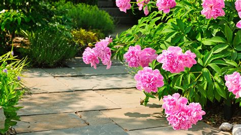 17 Peony Garden Ideas Everyone’s Obsessed With (Plus Extra Ways To Use ...