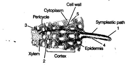 A portion of transverse section of root is shown in the diagram - CBSE ...