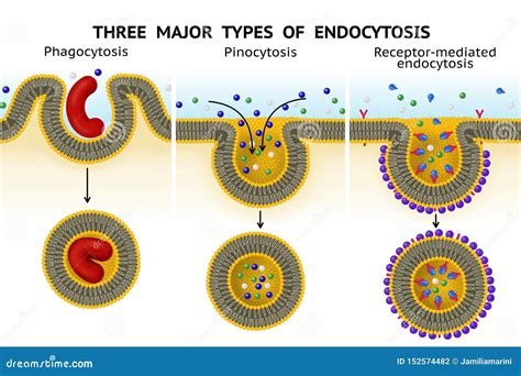 Three Major Types of Endocytosis Stock Photo - Image of protein, fluid ...