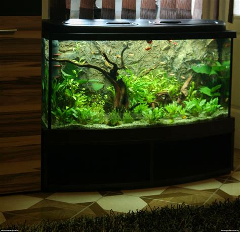 200 Gallon Fish Tank Ideas - Rin Aquarium Fish