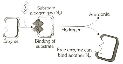 The given figure represents the Nitrogens fixation. See the diagram and ...