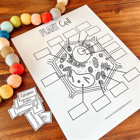 Image result for Plant Cell Lesson