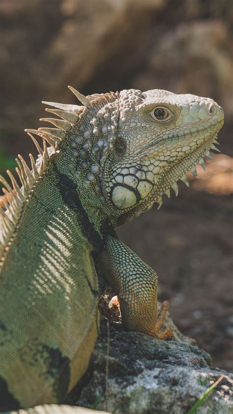 Download wallpaper 2160x3840 iguana, reptile, pangolin samsung galaxy ...