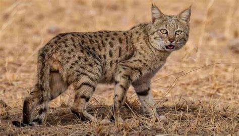 Rajasthan is getting wetter – and it’s not necessarily good news