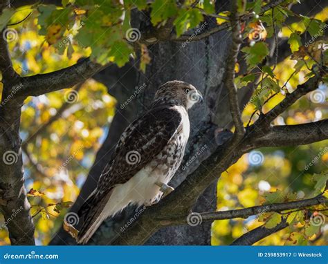 Closeup Shot of a Red Tailed Hawk Bird on Top of a Tree, Viewing Around ...
