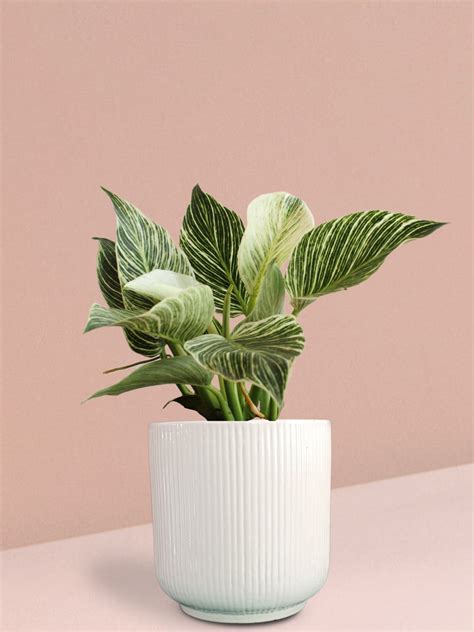 Buy Plants Online | Greenkin - India's Best Online Plant Nursery