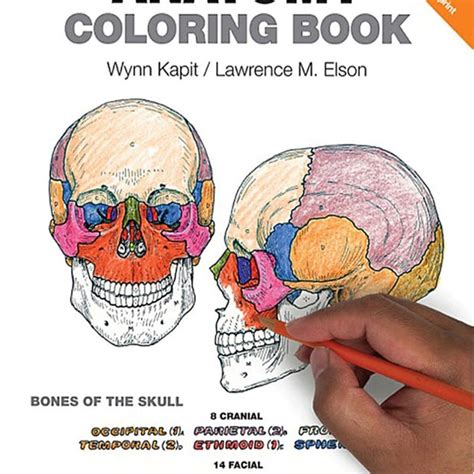 Buy Coloring Book Online In India - Etsy India