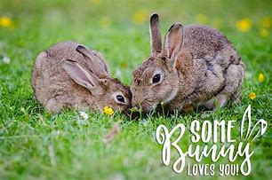 Image result for Some Bunny Loves You Printable