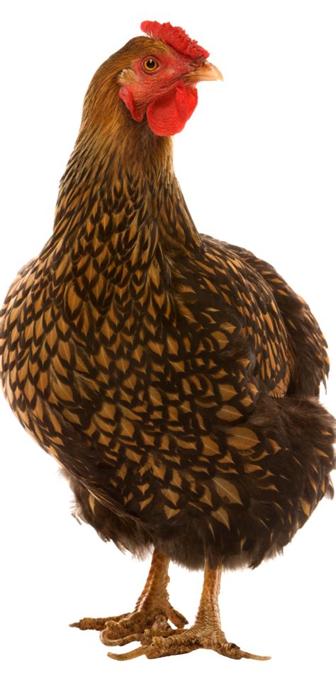 Home | Organik Chicken