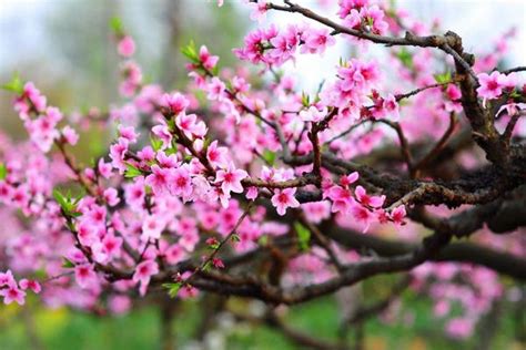 桃花图片大全 桃花花语及寓意 关于桃花的诗句有哪些 - 致富热