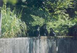 ZooLex Exhibit - El sendero de los colobos