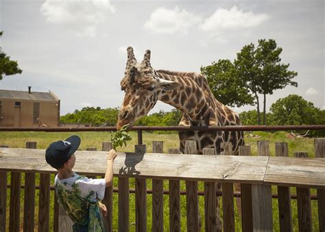 Oklahoma City Zoo Giraffe Baby Animals